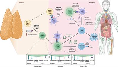 A scoping review of regulatory T cell dynamics in convalescent COVID-19 patients – indications for their potential involvement in the development of Long COVID?